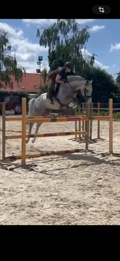 All rounder, Hengst
