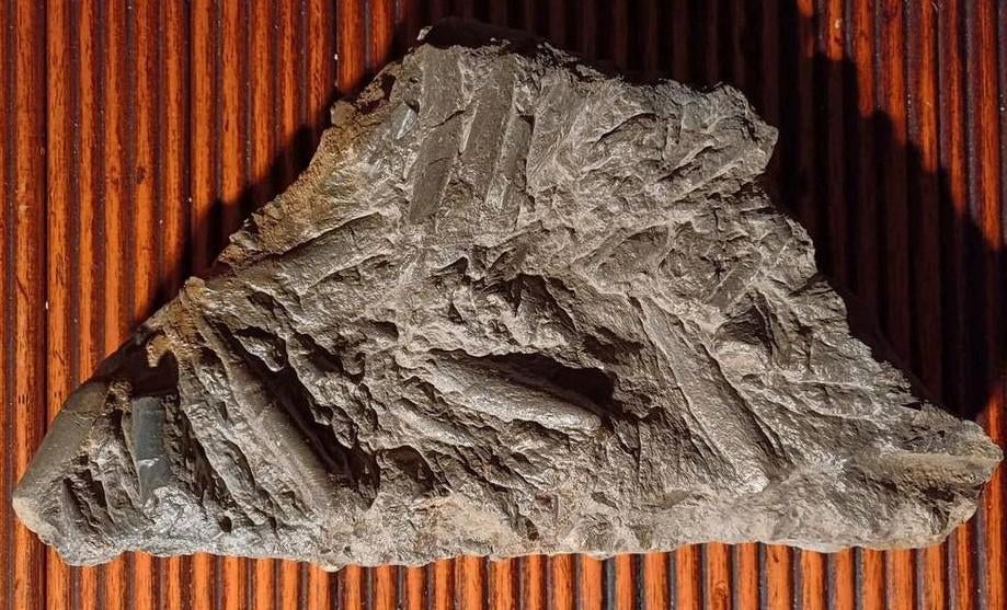 Lit de mort fossile - bélemnites du champ de bataille, Enlèvement ou Envoi, Fossile