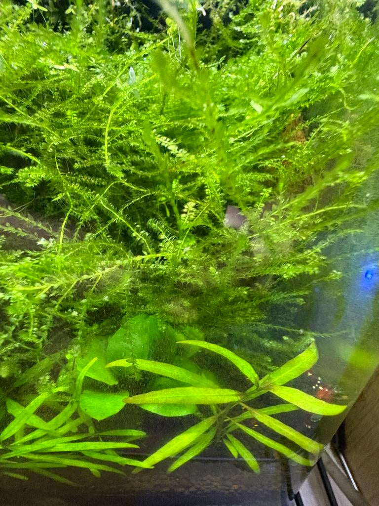 Vesicularia Creeping mos, Ophalen of Verzenden, Nieuw, Plant(en), Steen of Hout