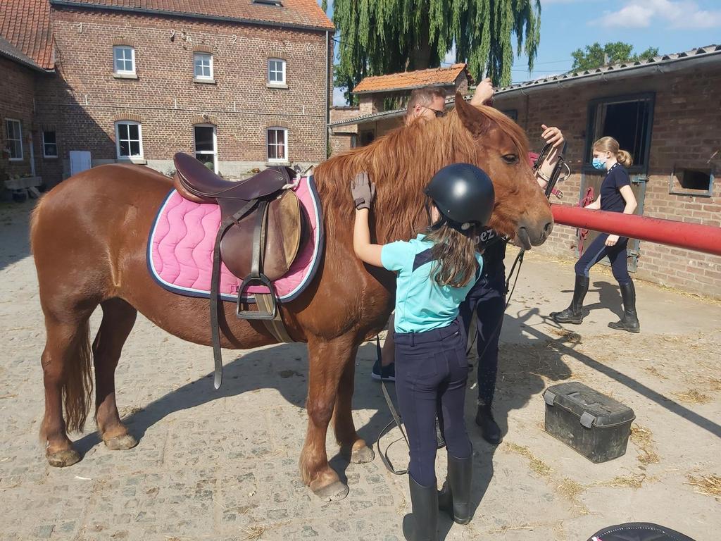 Paard of pony gezocht!, Ophalen of Verzenden