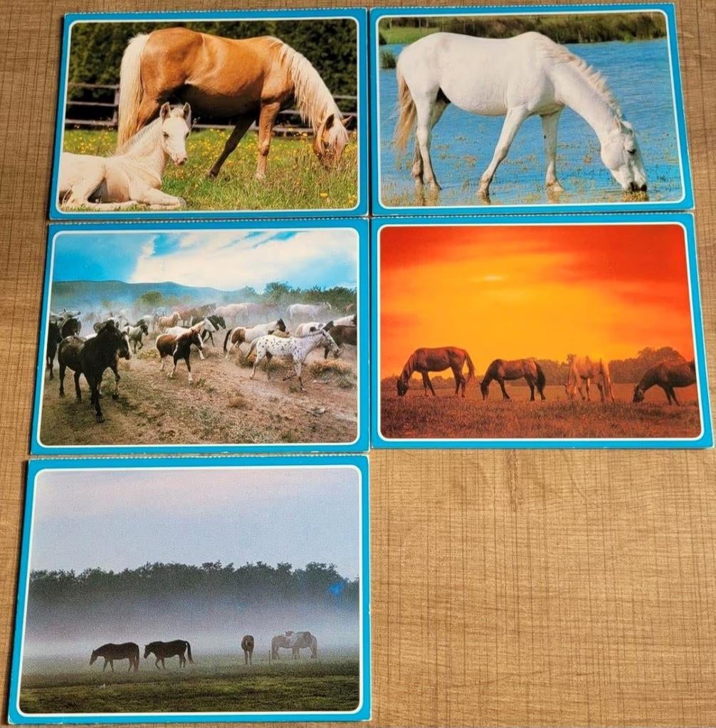 5 postkaarten: paarden, Verzamelen, Postkaarten | Dieren, Ophalen of Verzenden, 1980 tot heden, Ongelopen, Paard