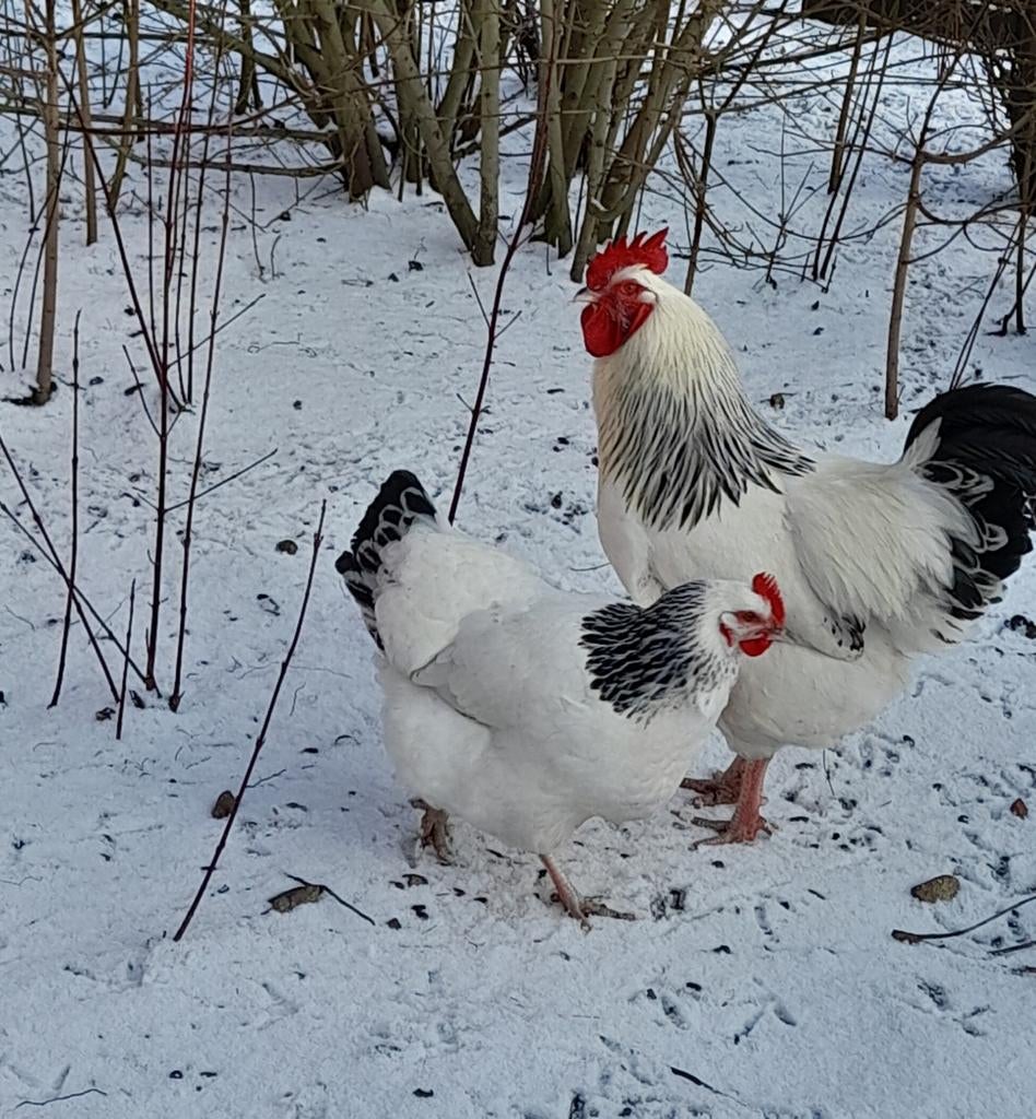 Œufs à éclore de Sussex Columbia, Poule ou poulet