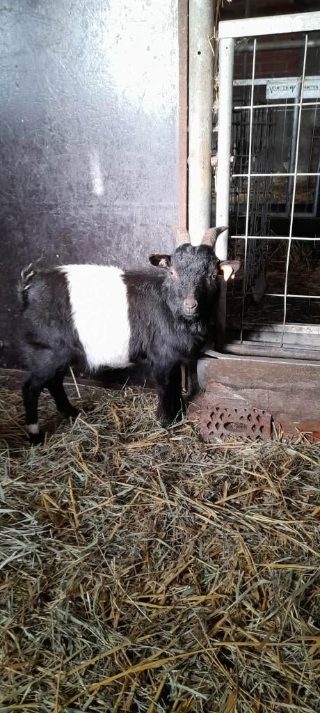 Dekbokje te huur of te koop, Mâle, Chèvre, 0 à 2 ans