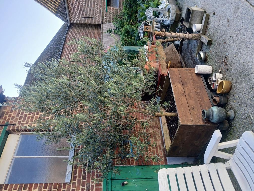 Planten, bomen, vazen, Ophalen