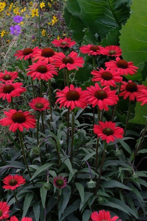 Zaden van  rode  Echinacea oogst 2025, Tuin en Terras, Ophalen of Verzenden, Gehele jaar, Zaad