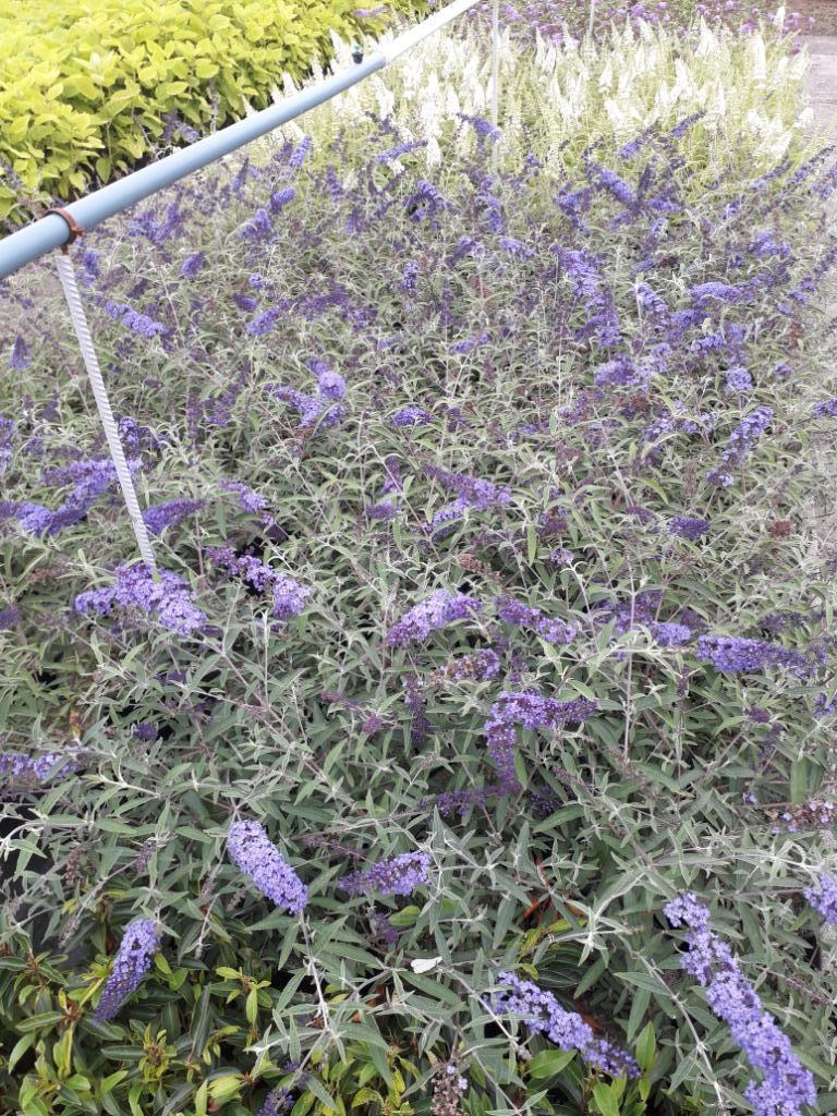 Vlinderstruik - Buddleja davidii 'Pink Delight, Tuin en Terras, Planten | Tuinplanten, Ophalen
