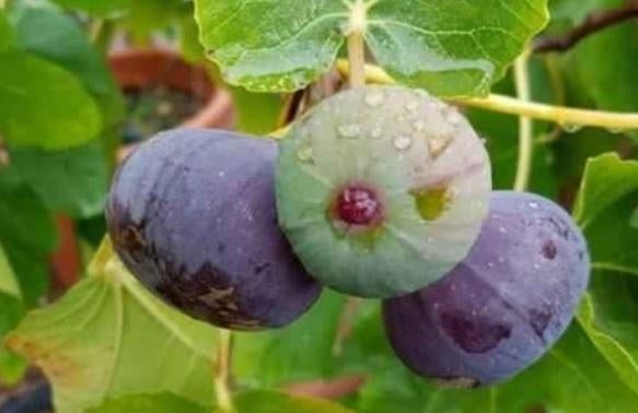 Figuier, Jardin & Terrasse, Plantes | Arbres fruitiers, Enlèvement, Figuier