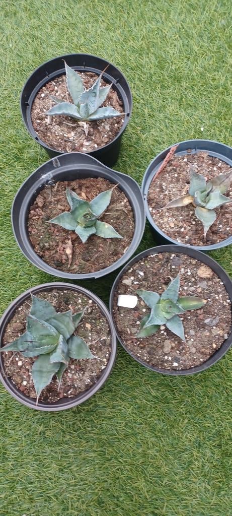 Agave parrasane., Ophalen, Winter