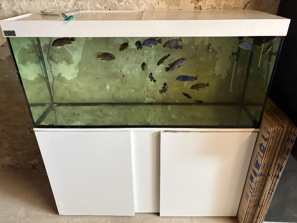 Eheim aquarium met 20 tal malawi cichliden, Poisson, Poisson d'eau douce