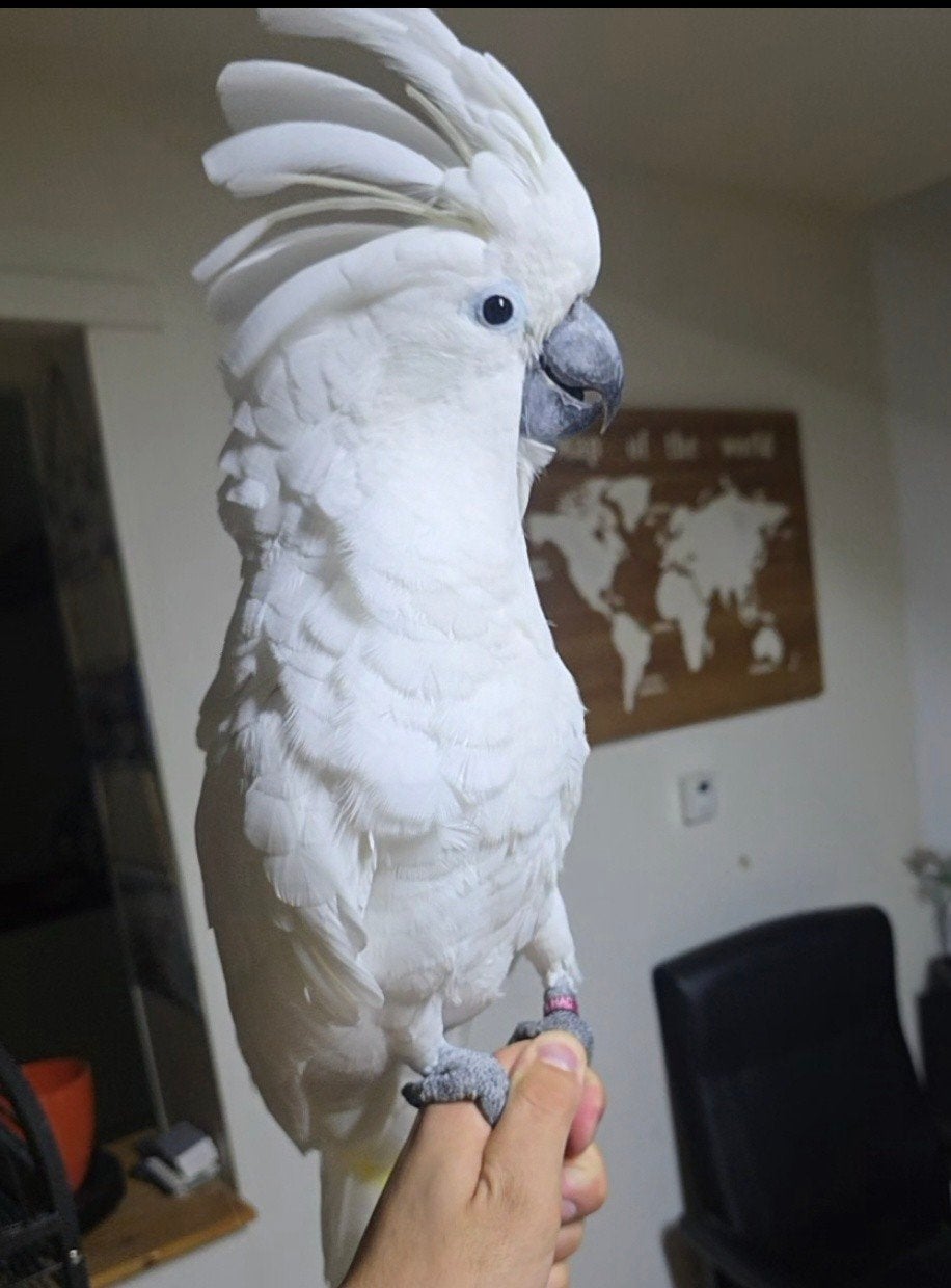 umbrella cockatoo