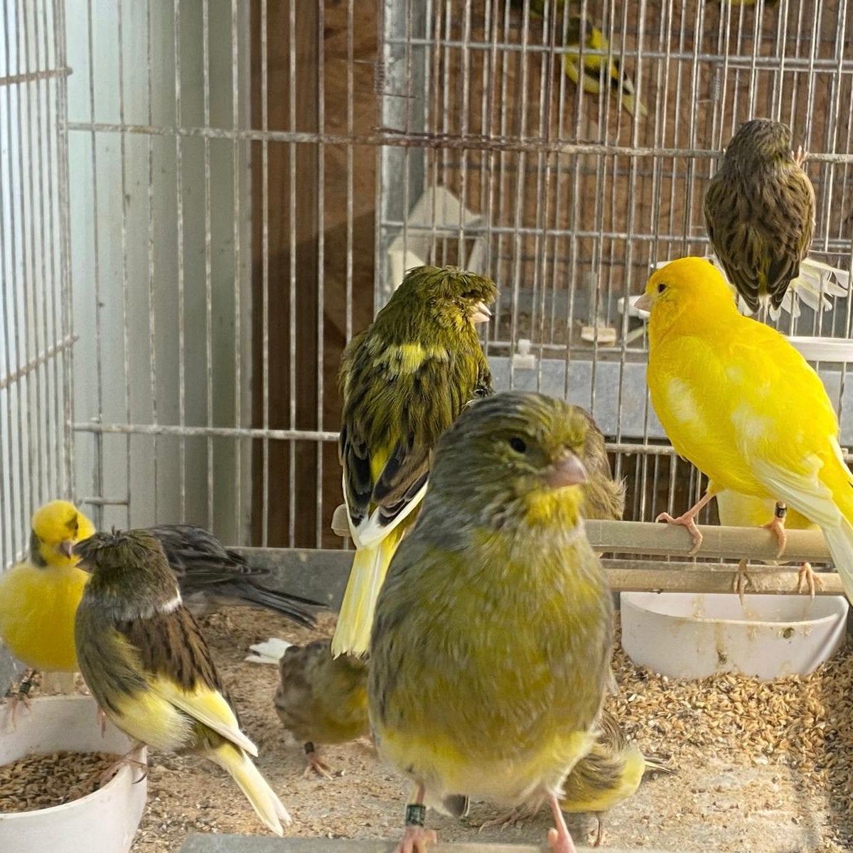 Divers oiseaux, Animaux & Accessoires, Plusieurs animaux