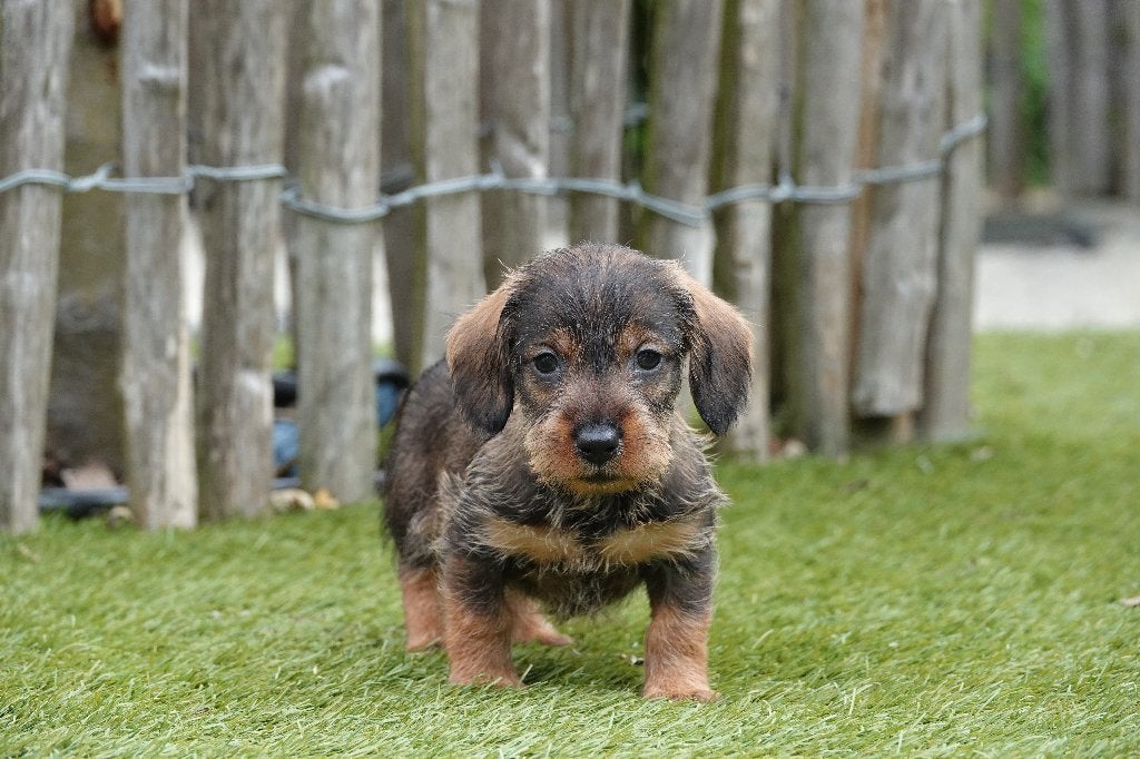 Prachtige ruwharige dwergteckels, met stamboom (wildkleur), Parvo, België, 8 tot 15 weken, Dwerg