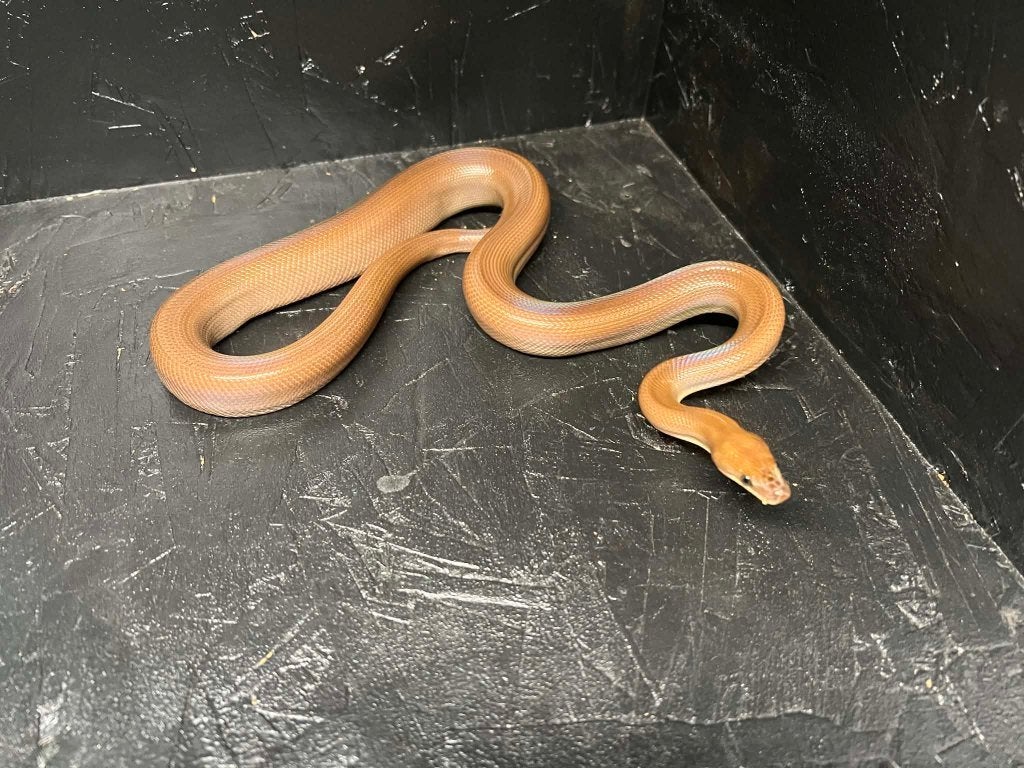 regenboogboa patroonles (BEURS HOUTEN), Serpent, Domestique, 0 à 2 ans