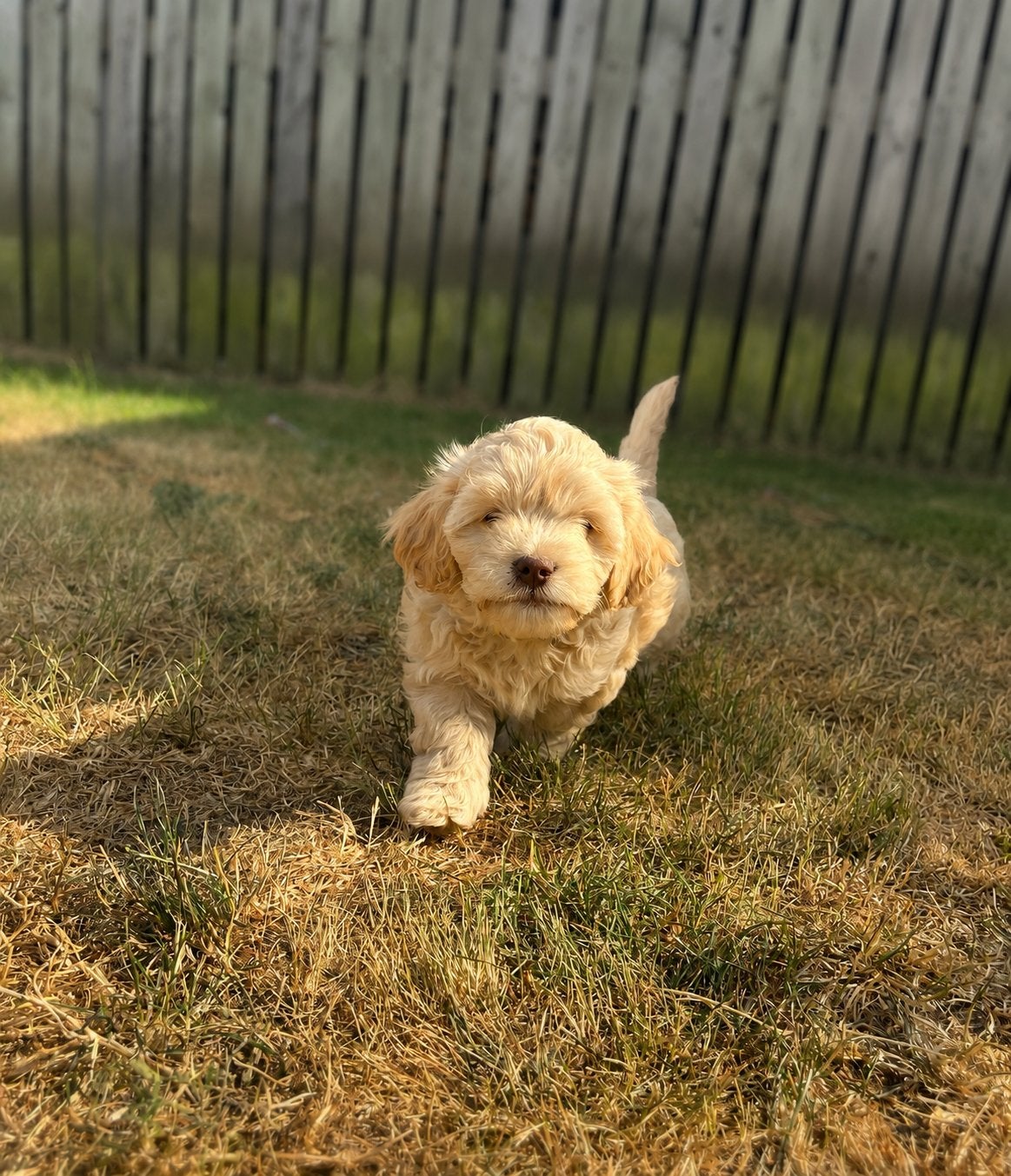 Knappe F1b cavapoo pups (cavapoo x dwergpoedel), Dieren en Toebehoren, Honden | Chihuahua's en Gezelschapshonden, Poedel, Parvo