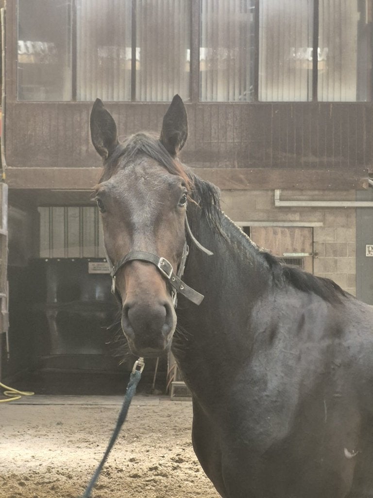 paard, Hongre, Débourré, Cheval de saut, 3 à 6 ans