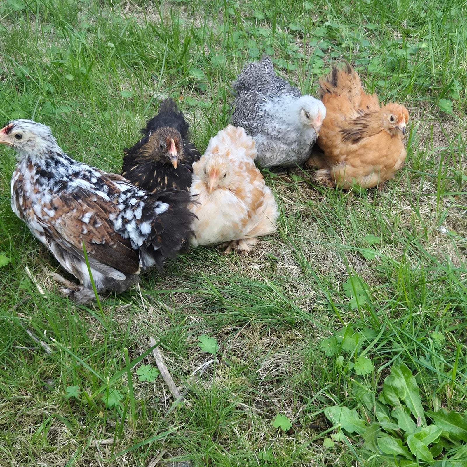 cochin kriel hennetjes te koop, Animaux & Accessoires, Femelle