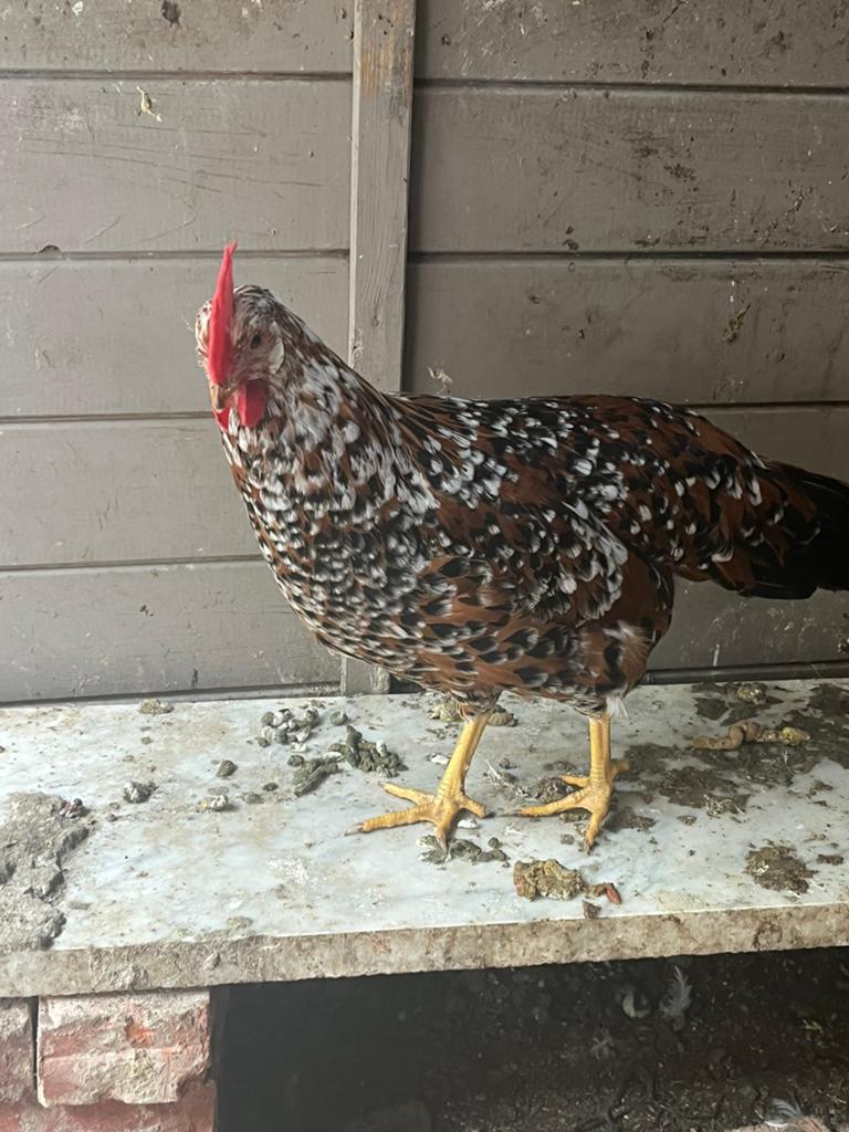 Porselein leghorn hennen, Dieren en Toebehoren, Vrouwelijk, Kip