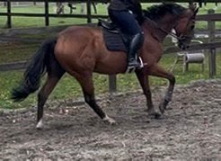 Cheval polyvalent, Animaux & Accessoires, Hongre
