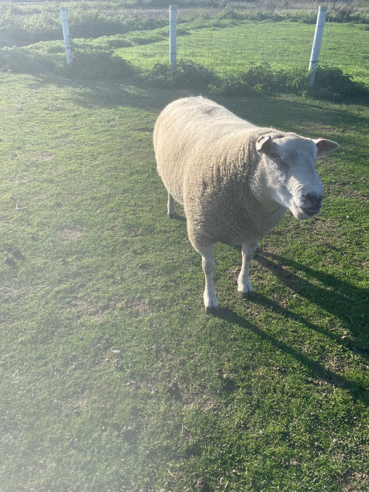 Schapen, Dieren en Toebehoren