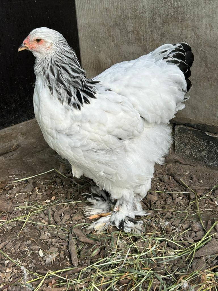 Brahma columbia hennen te koop uit tentoonstelling kwaliteit, Femelle, Poule ou poulet