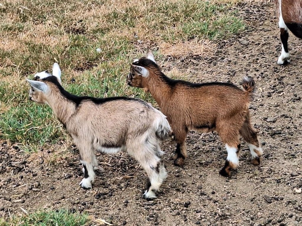 geitjes, bokje, Dieren en Toebehoren