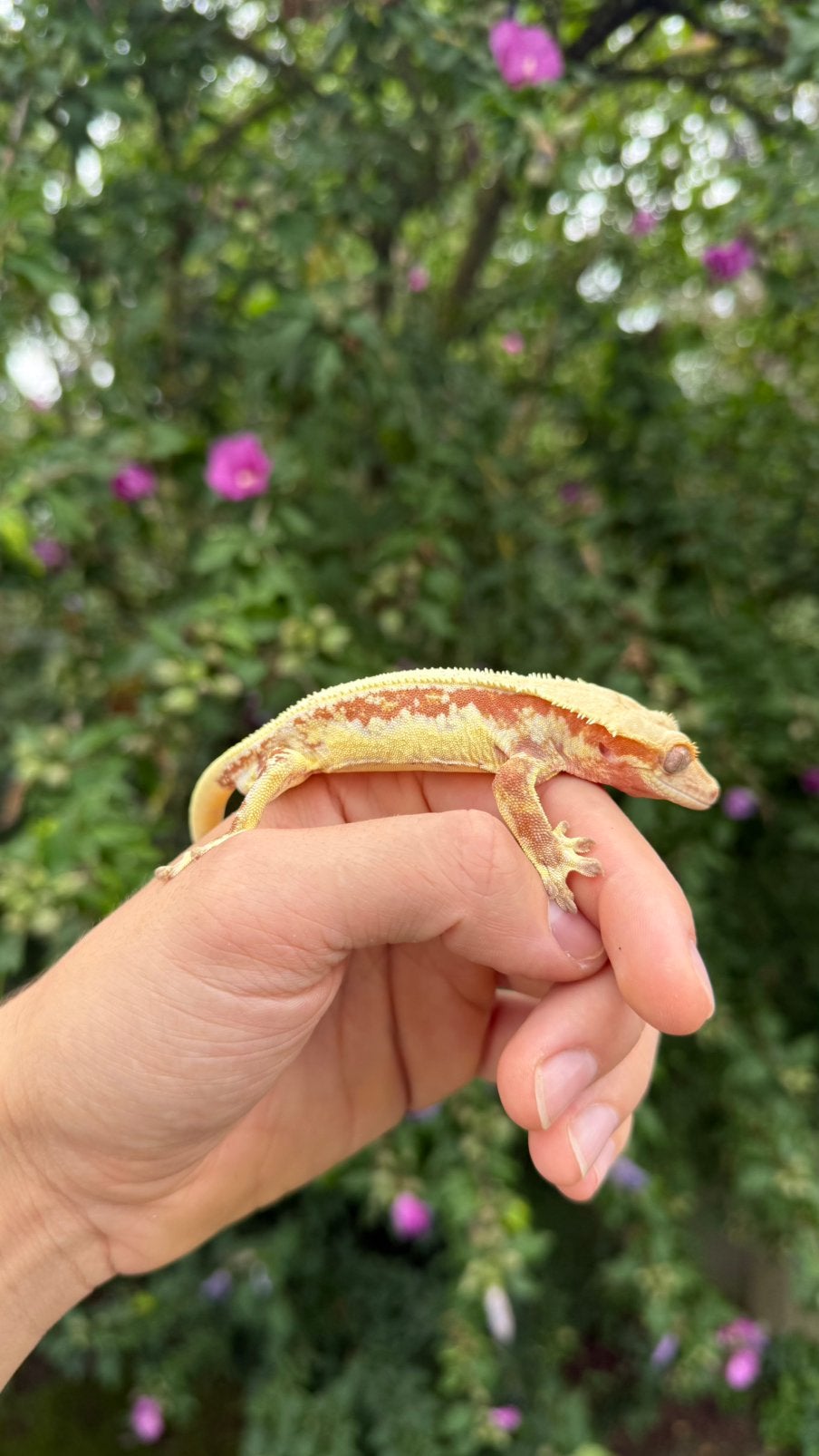 1.0 red lilly white wilpergecko