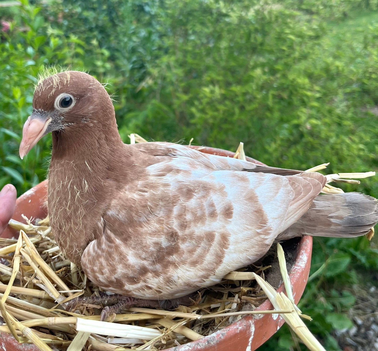 Koppel jonge duiven, Sexe inconnu, Pigeon voyageur