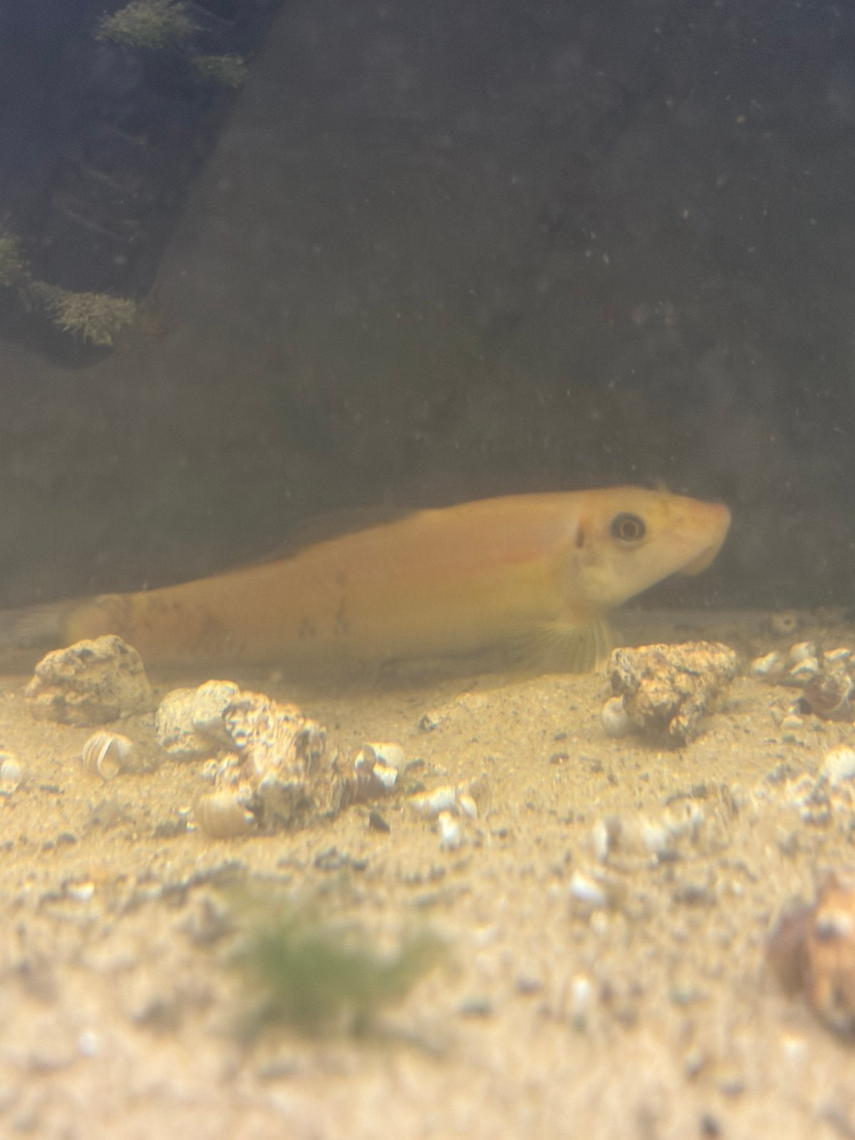 Gouden chinese algeneter, Poisson, Poisson d'eau douce