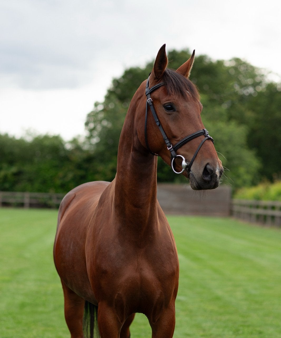 4 jarig springpaard (merrie) te koop, Dieren en Toebehoren, Merrie, Springpaard, 3 tot 6 jaar, 160 tot 165 cm