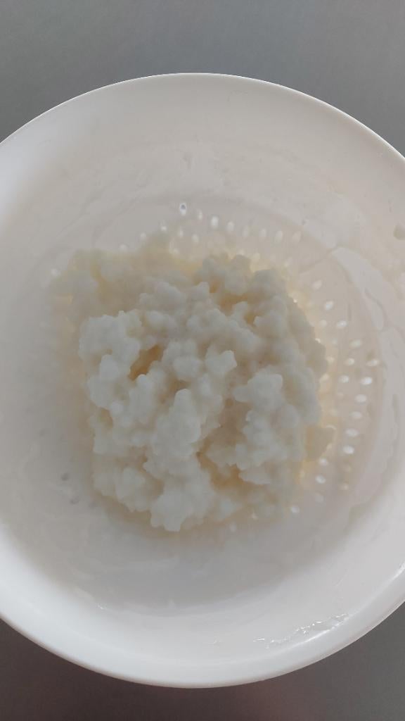 Kefirkorrels melkkefir, Diversen, Levensmiddelen, Ophalen