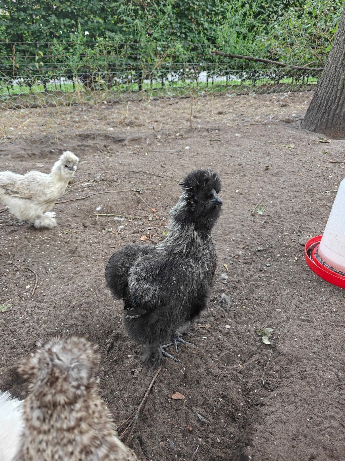 3 zijde hoender hanen, Dieren en Toebehoren, Mannelijk, Kip