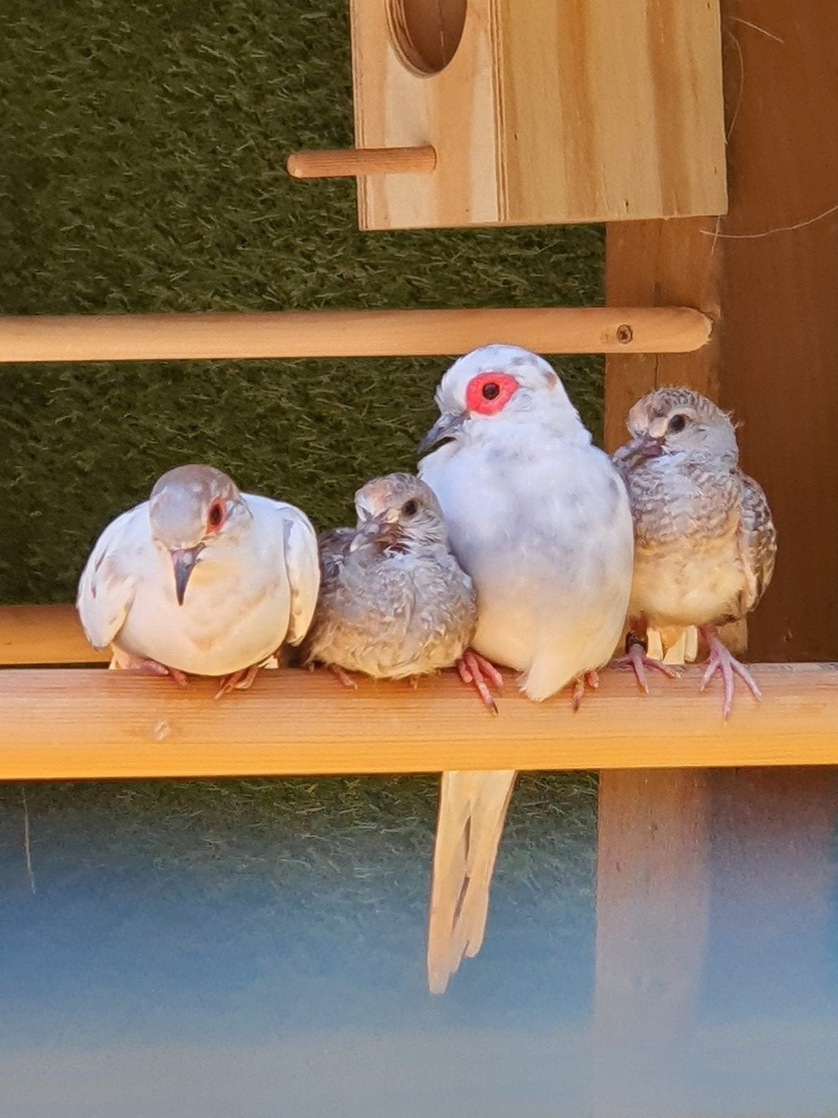 2 jonge bonte diamantduifjes van dit jaar, Animaux & Accessoires, Oiseaux | Oiseaux Autre