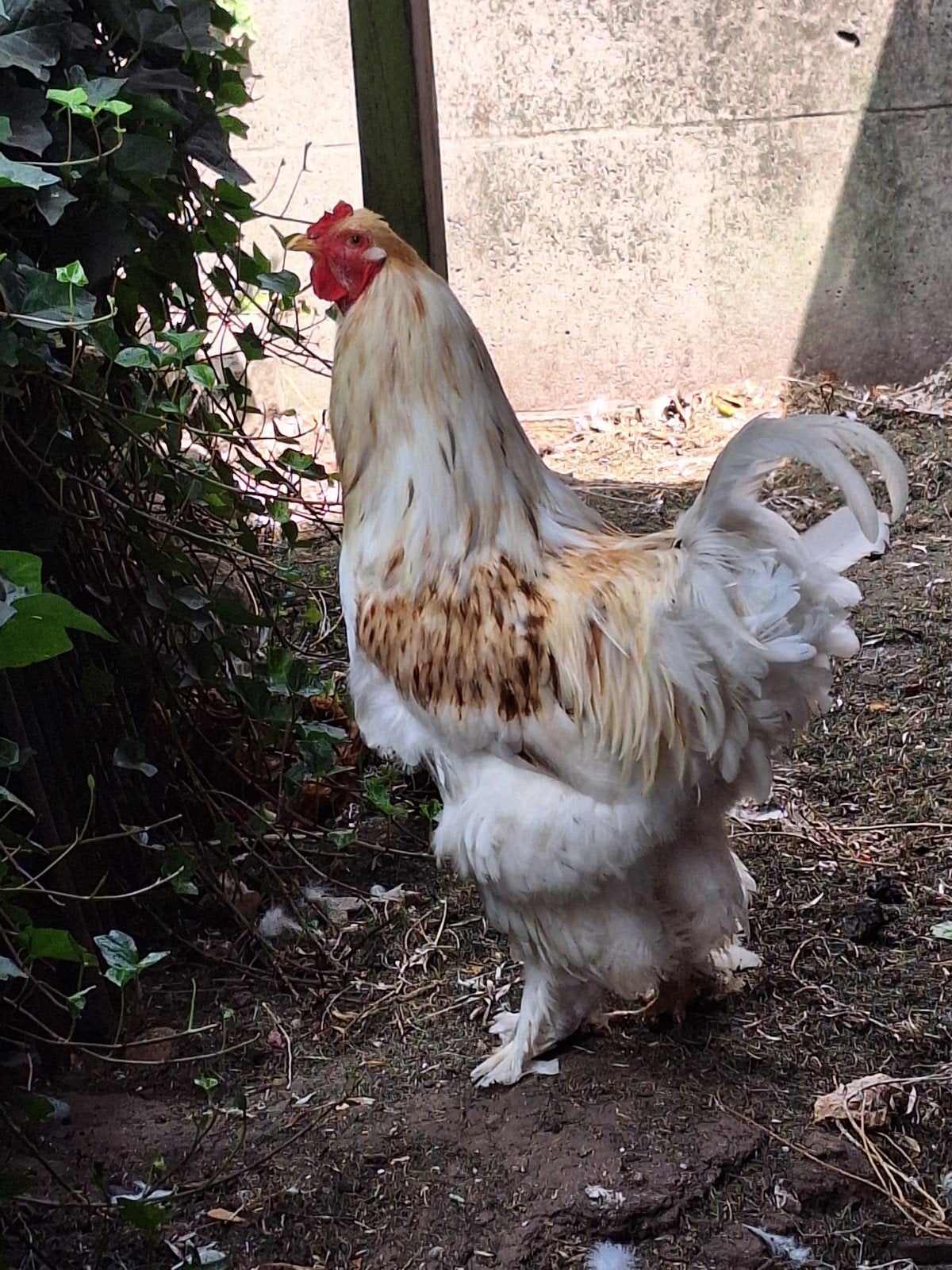 brahma haan, Dieren en Toebehoren, Pluimvee