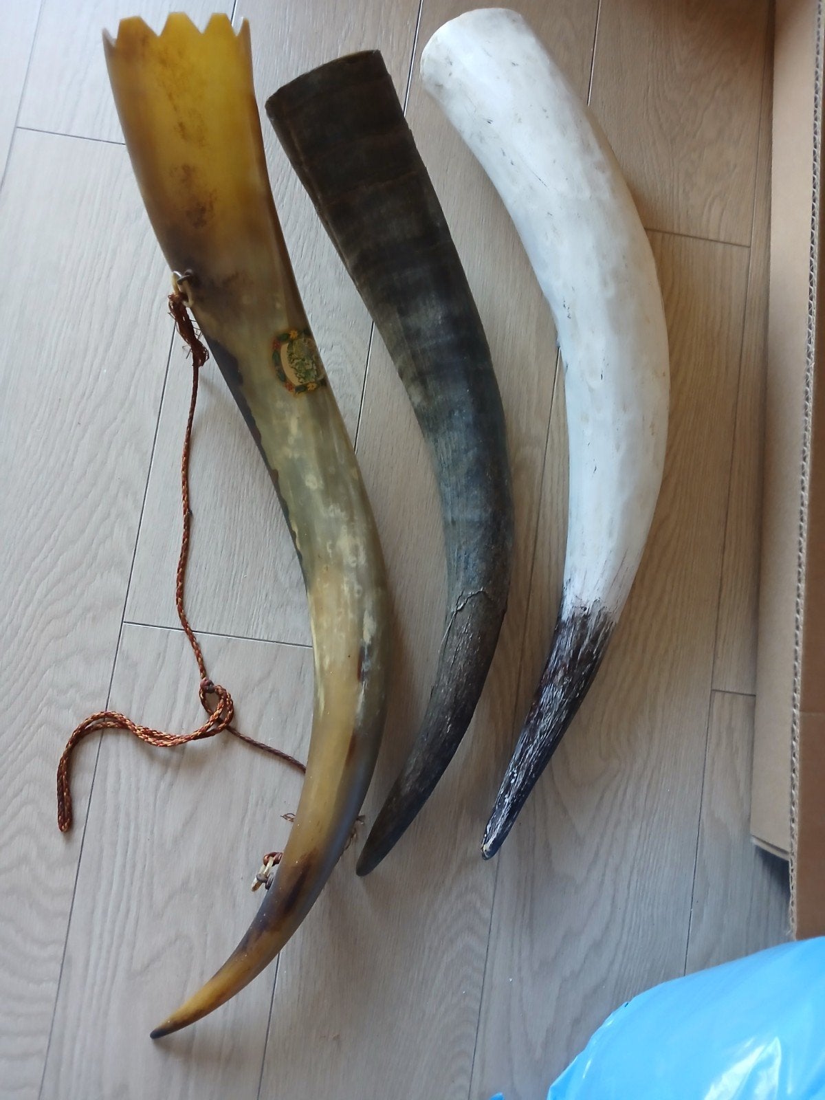 Buffel hoorns, Ophalen