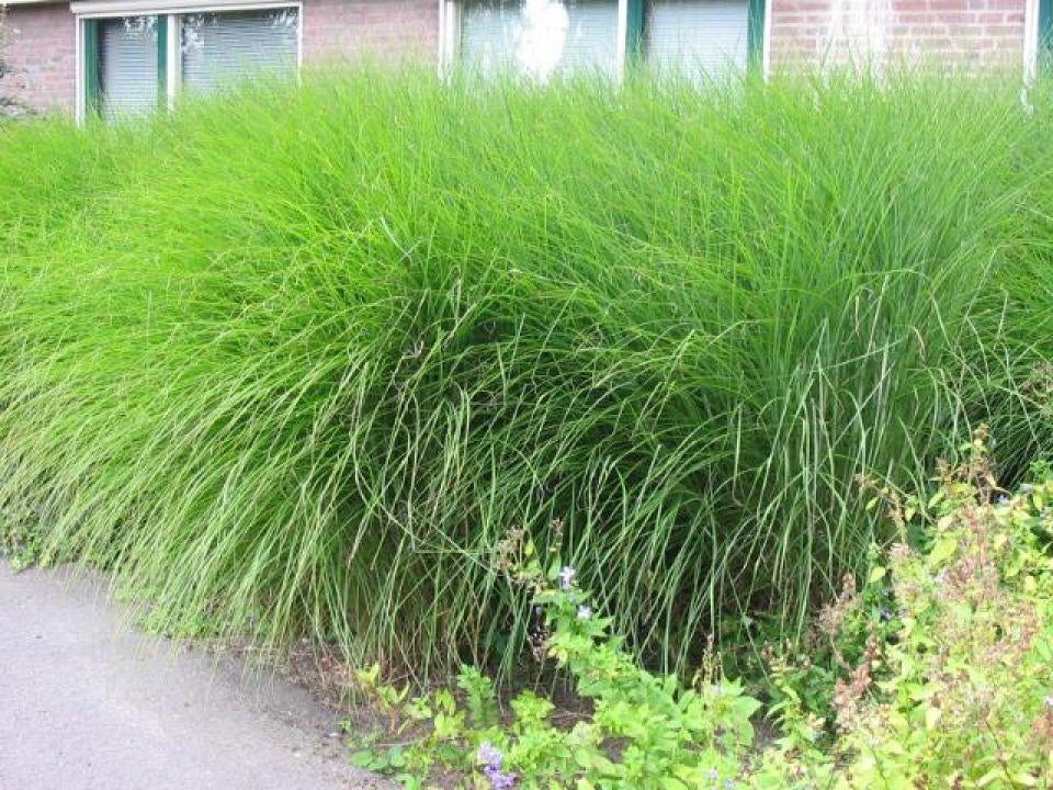 Miscanthus Gracillimus, Enlèvement