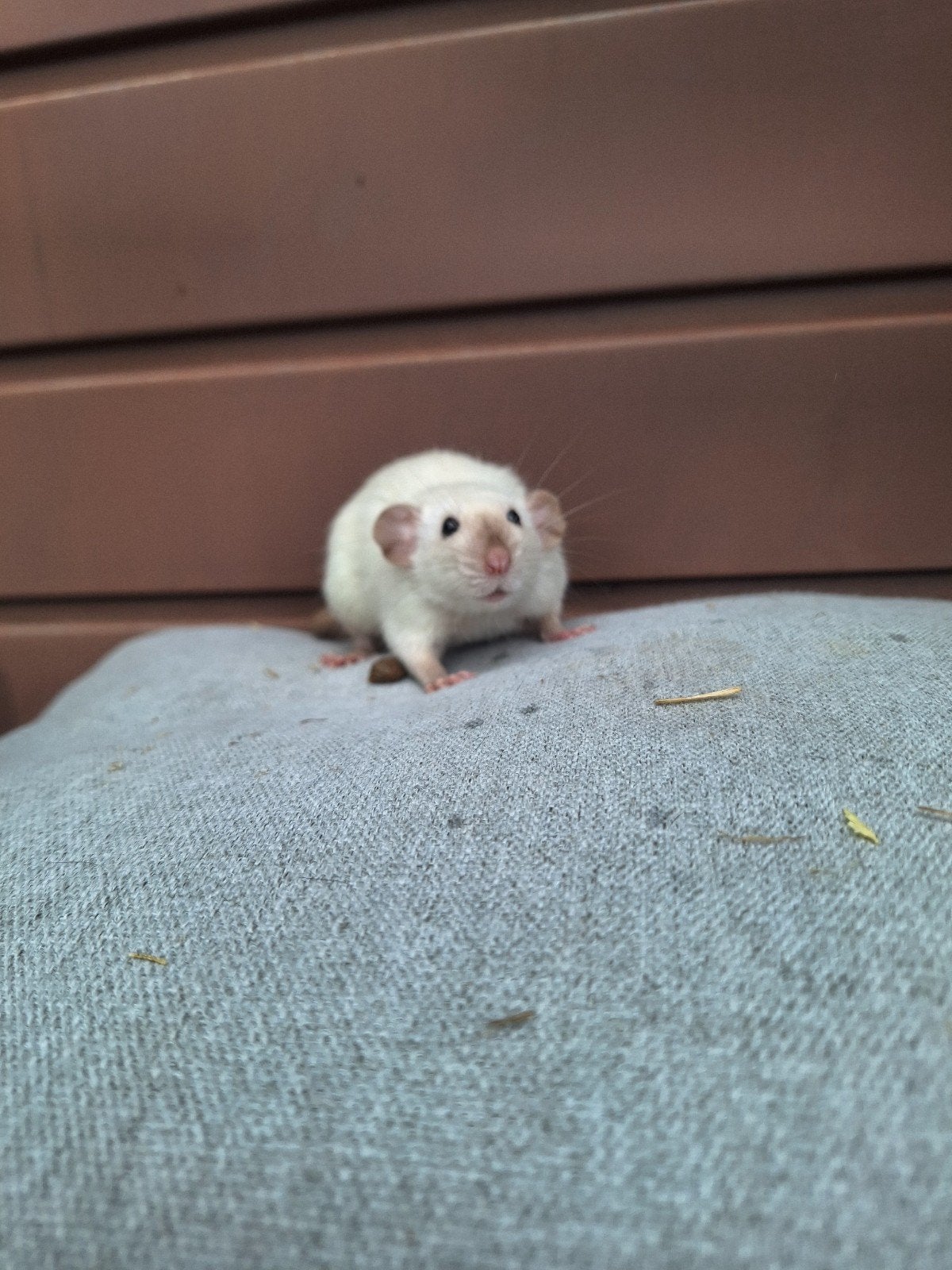 Jonge tamme dumboratjes ook rex en siamees, Animaux & Accessoires, Rongeurs, Rat, Mai