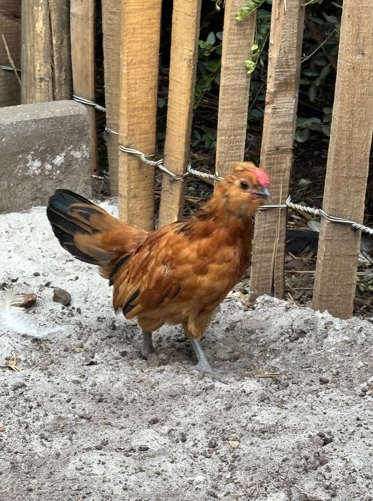Haantje, Mannelijk, Kip