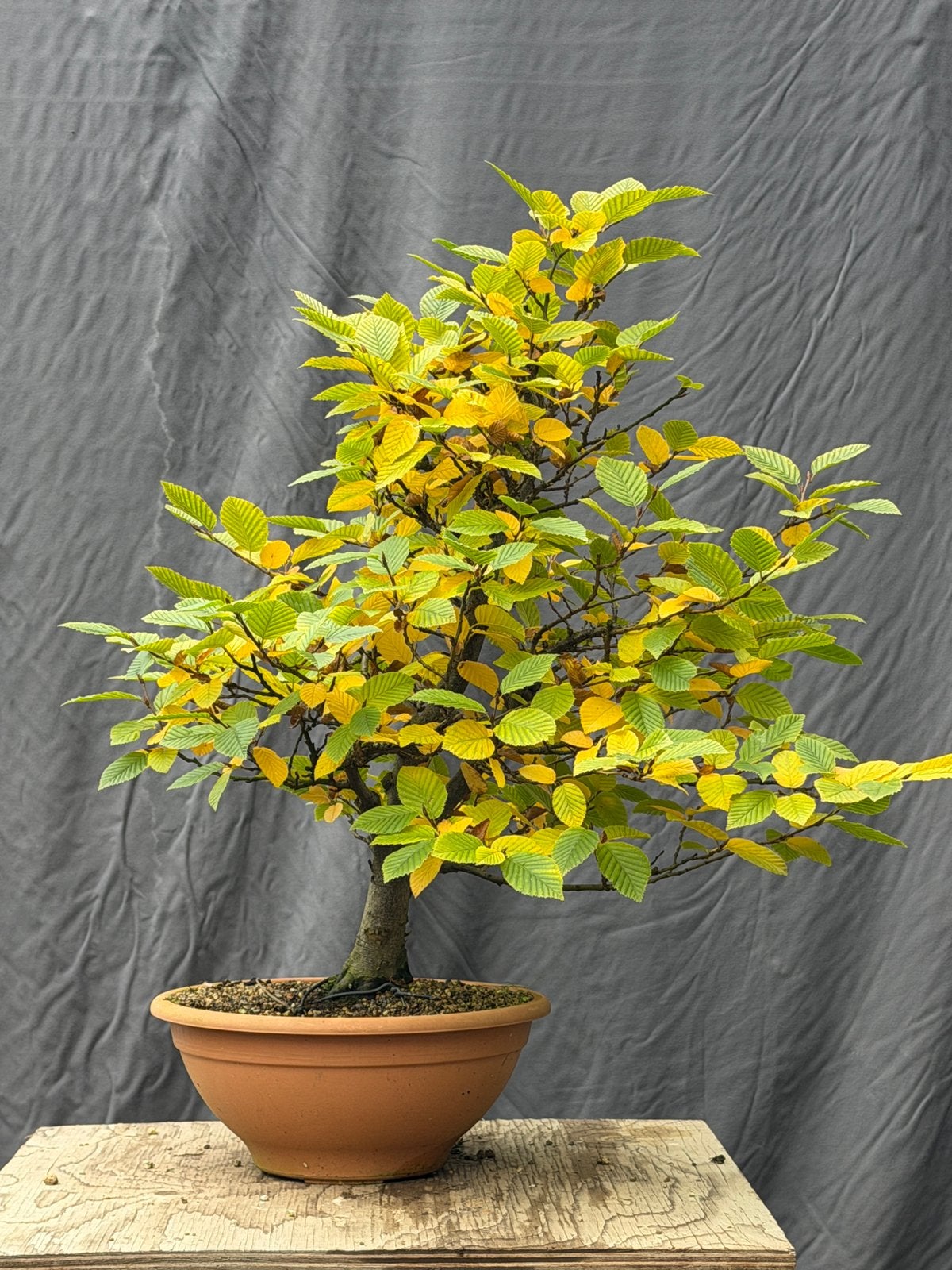 Bonsai; Carpinus starter, Enlèvement ou Envoi