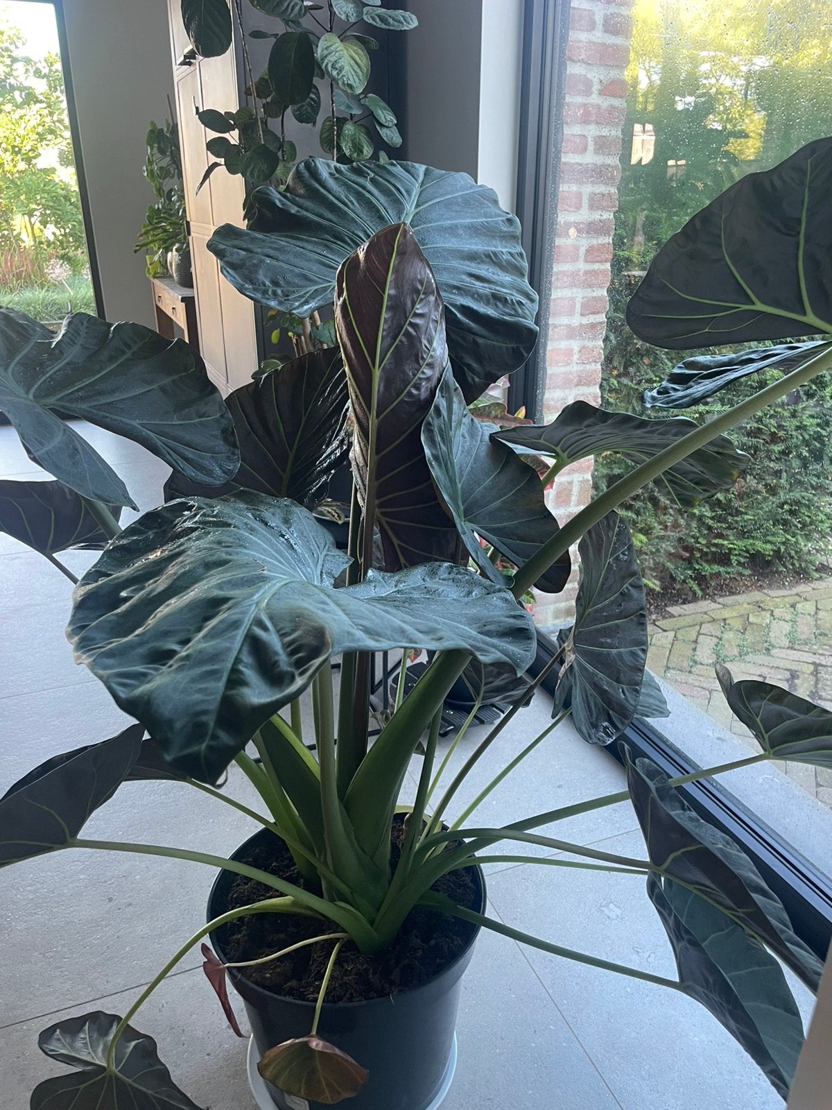 Alocasia olifantsoor, Tuin en Terras, Ophalen