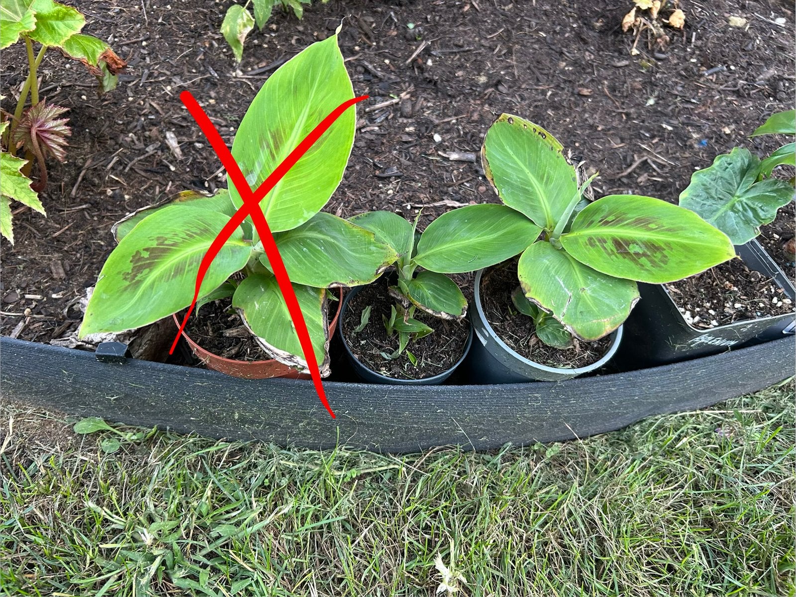 Musa dwarf cavendisch en alocasia, Tuin en Terras, Planten | Tuinplanten, Ophalen, Vaste plant
