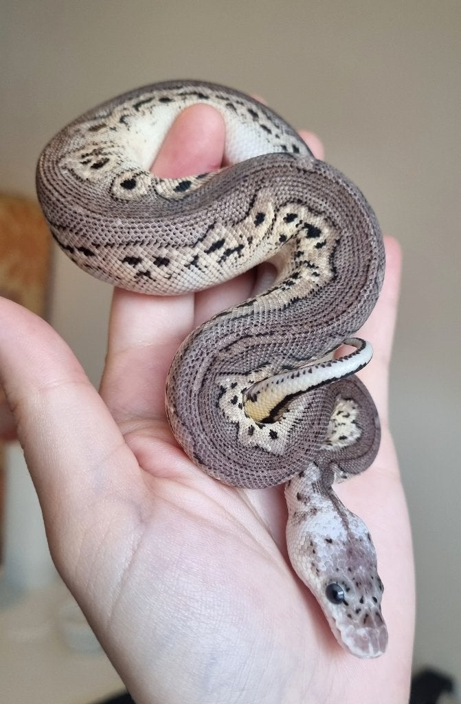 0.1 black pewter spotnose clown koningspython