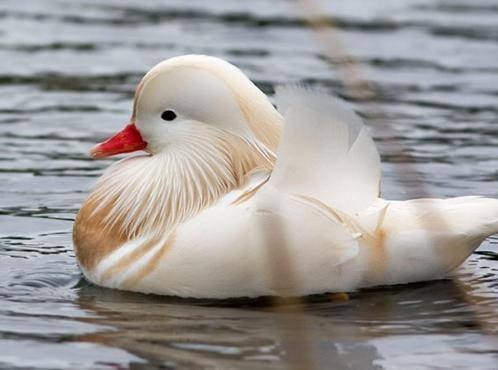 Witte mandarijneend man, Dieren en Toebehoren, Meerdere dieren, Eend