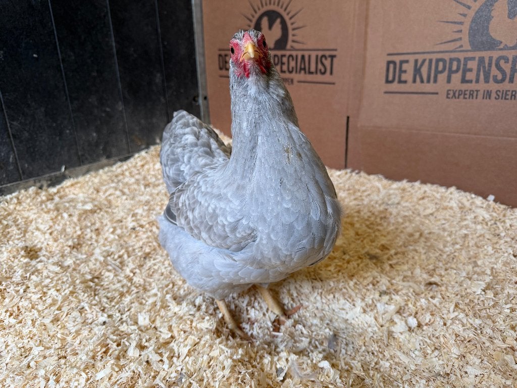 Wyandotte kriel Parel Grijs Wit Gepareld gesekst en ingeënt, Dieren en Toebehoren, Pluimvee, Kip