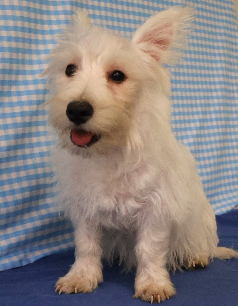 Super leuke Westie pups!, 15 weken tot 1 jaar, Buitenland, CDV (hondenziekte), Meerdere