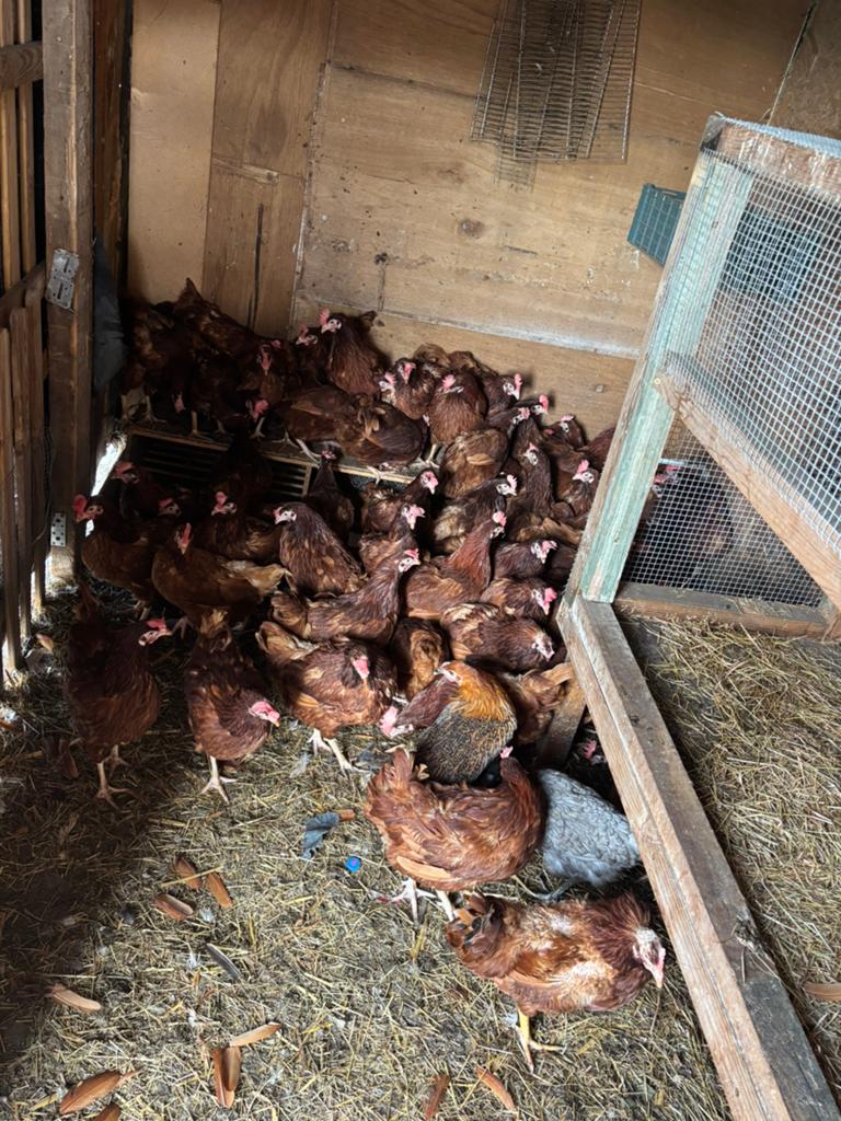 Legkippen, Dieren en Toebehoren, Pluimvee, Kip, Vrouwelijk