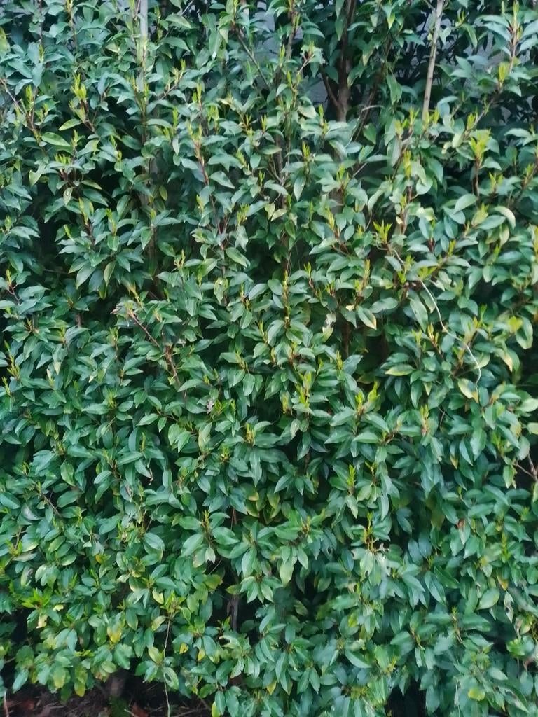 Prunus 200/230, Enlèvement ou Envoi, Haie