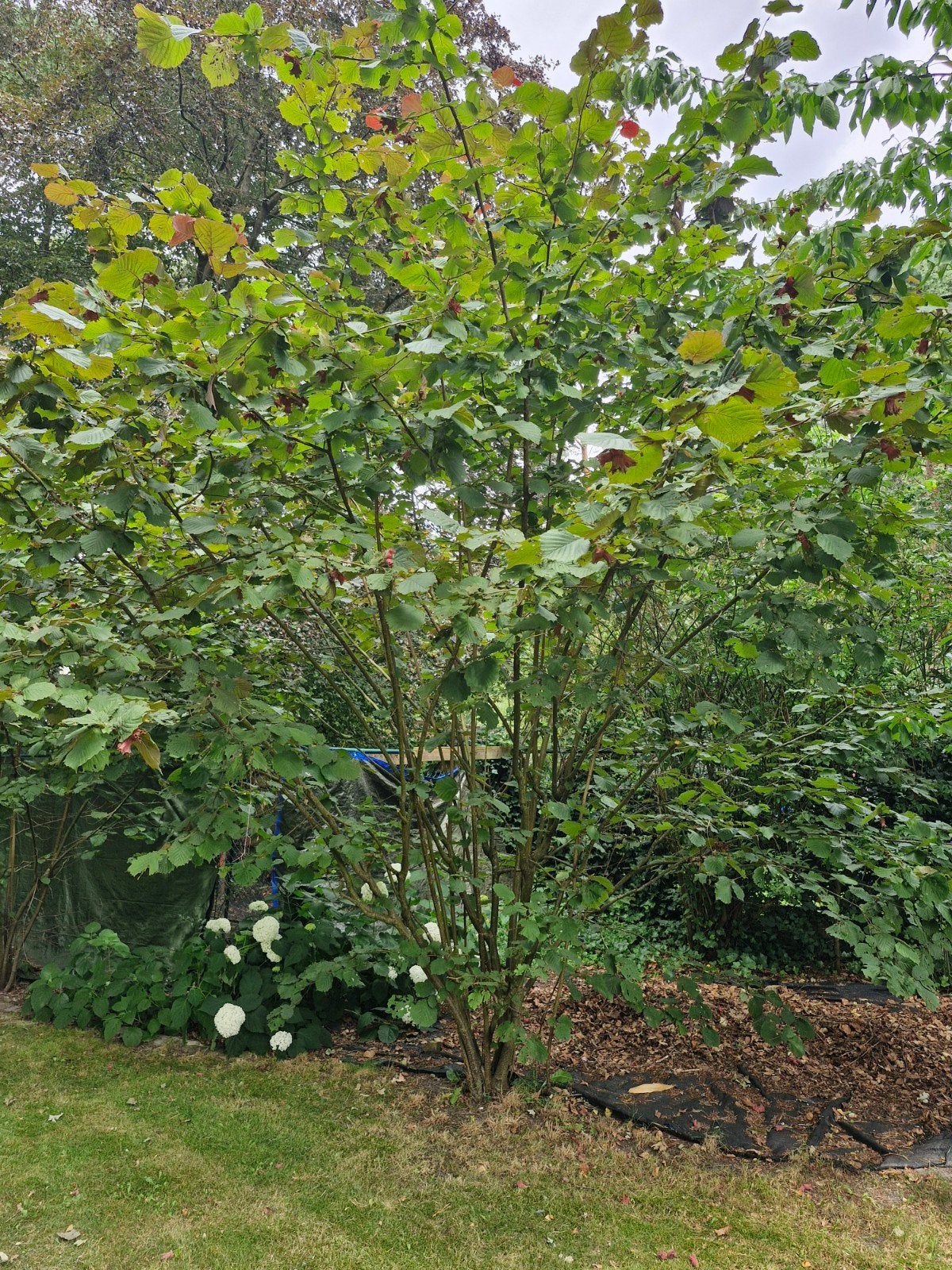 Hazelnoten boom, Ophalen