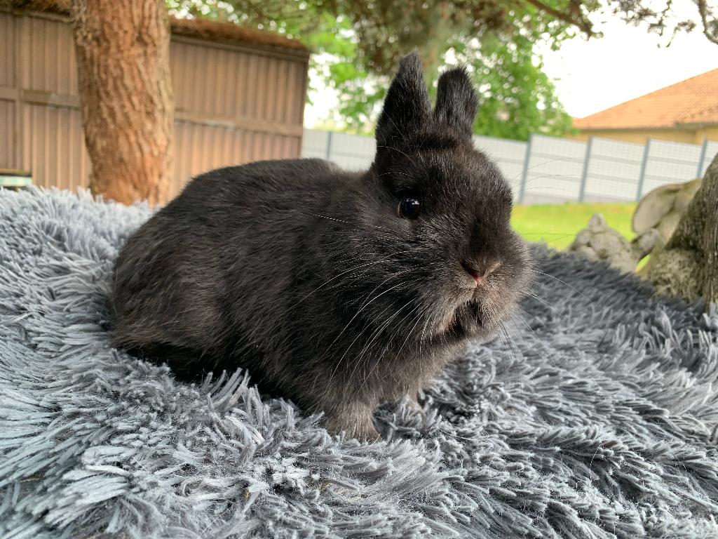 Kleurdwerg zwart rammetje, Animaux & Accessoires, Lapins, Nain, Mâle
