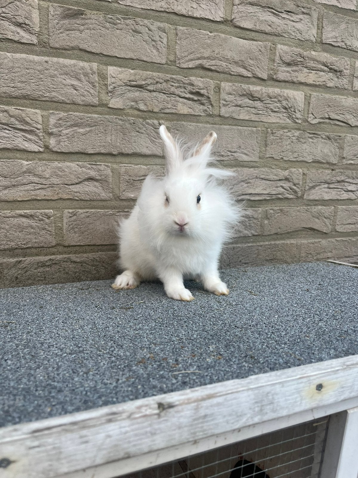 Vrouwlijk konijn, Dieren en Toebehoren, Vrouwelijk, Dwerg, Hangoor, 0 tot 2 jaar