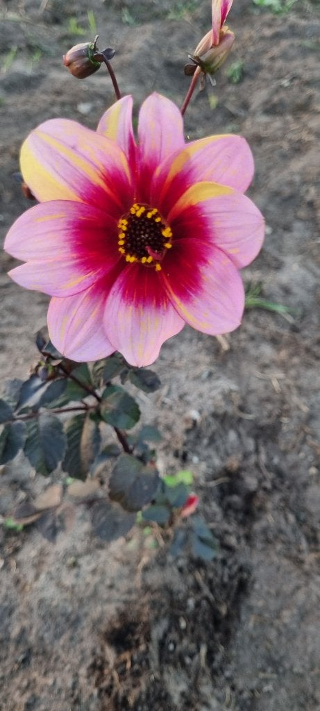 Dahlia neo flair, Tuin en Terras, Ophalen of Verzenden, Voorjaar, Volle zon, Bloembol